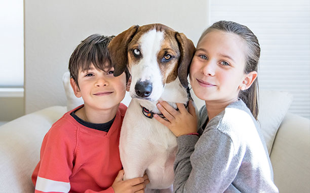 How to get along with pets correctly without health problems?